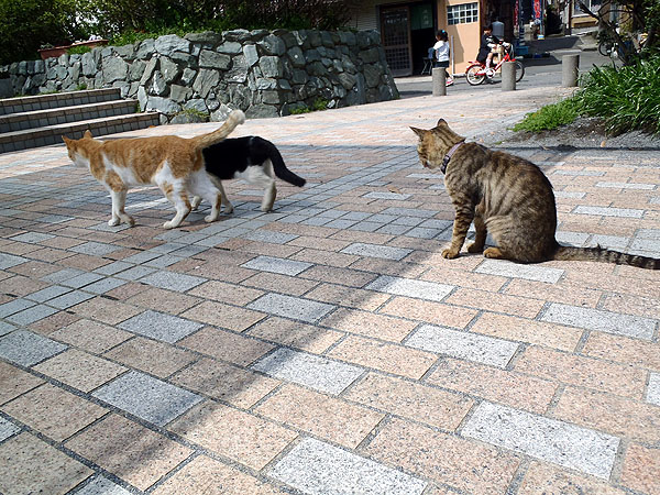 近づいてきた猫達